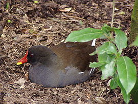 Afrikanische teichhuhn vogel bilder