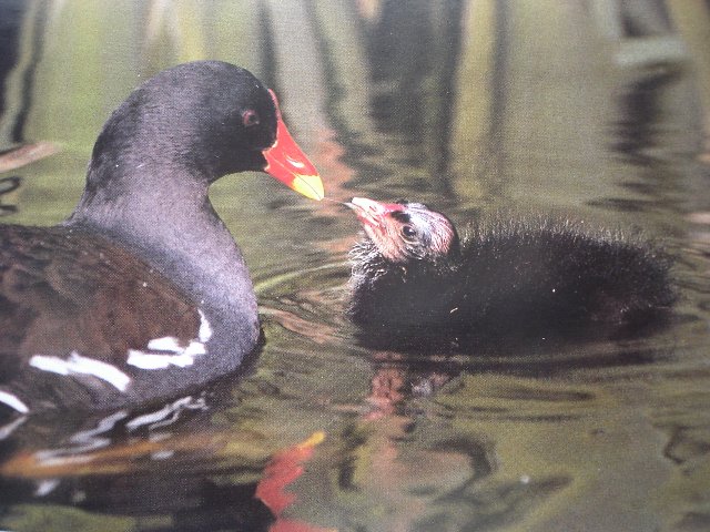 Afrikanische teichhuhn vogel bilder