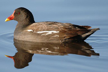 Afrikanische teichhuhn vogel bilder