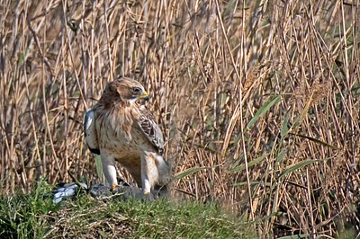 Afrikanische teichhuhn vogel bilder