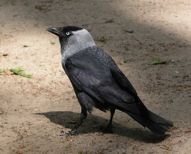 Afrikanische teichhuhn vogel bilder