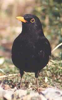 Amsel