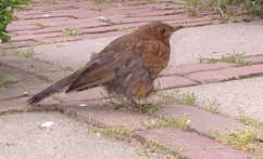 Amsel vogel bilder