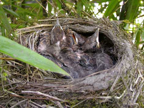 Amsel vogel bilder