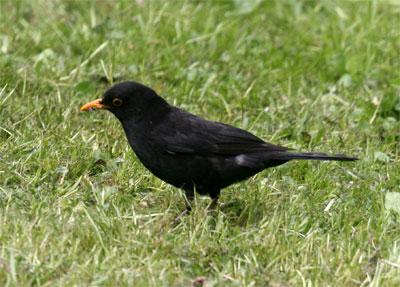 Amsel vogel bilder