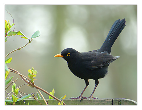 Amsel vogel bilder