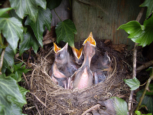 Amsel vogel bilder