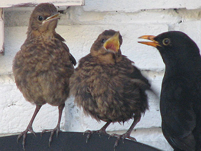 Amsel vogel bilder