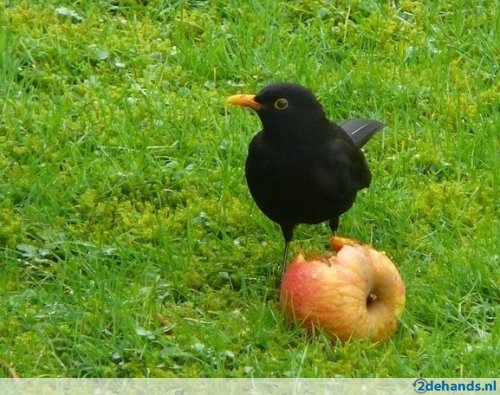 Amsel vogel bilder