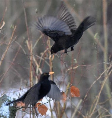 Amsel vogel bilder