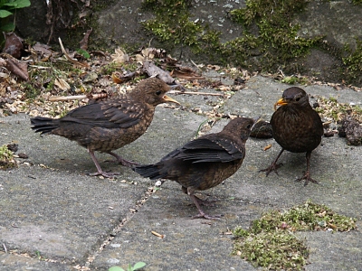 Amsel vogel bilder