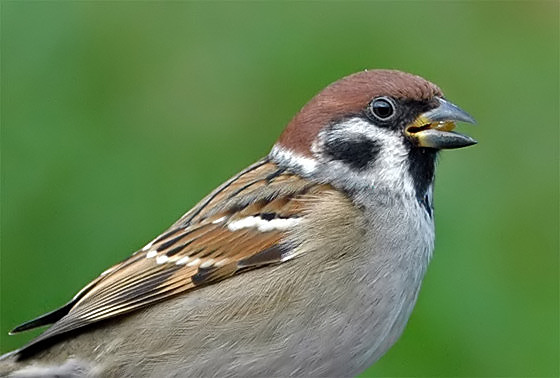 Amsel vogel bilder