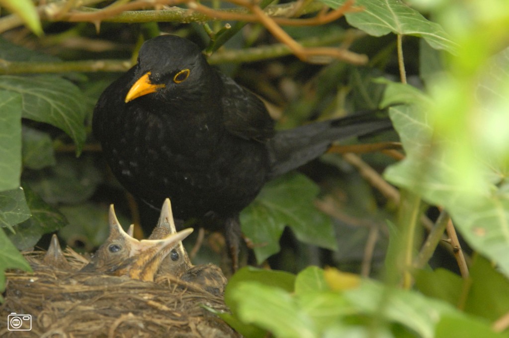 Amsel vogel bilder