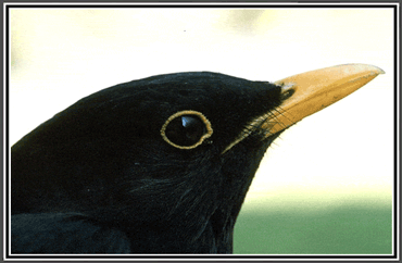 Amsel vogel bilder