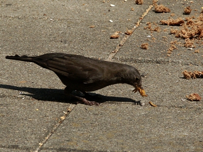 Amsel vogel bilder