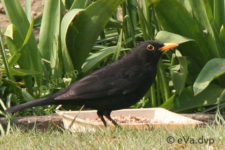 Amsel vogel bilder