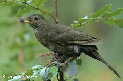 Amsel vogel bilder