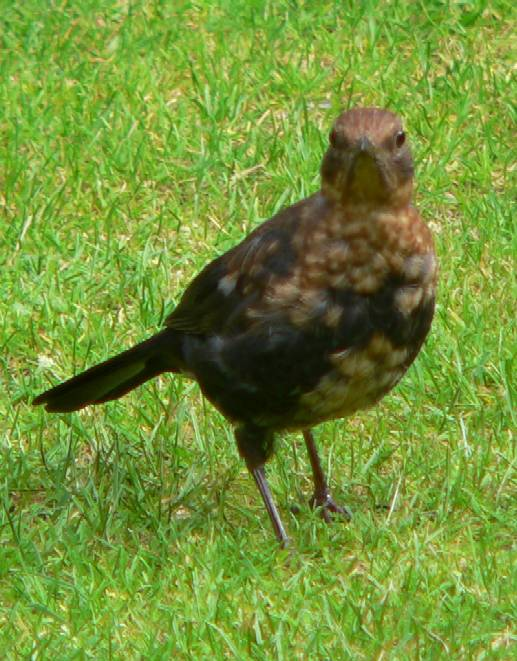 Amsel vogel bilder