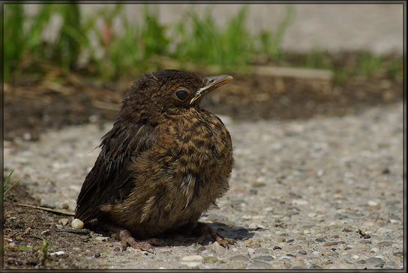 Amsel vogel bilder