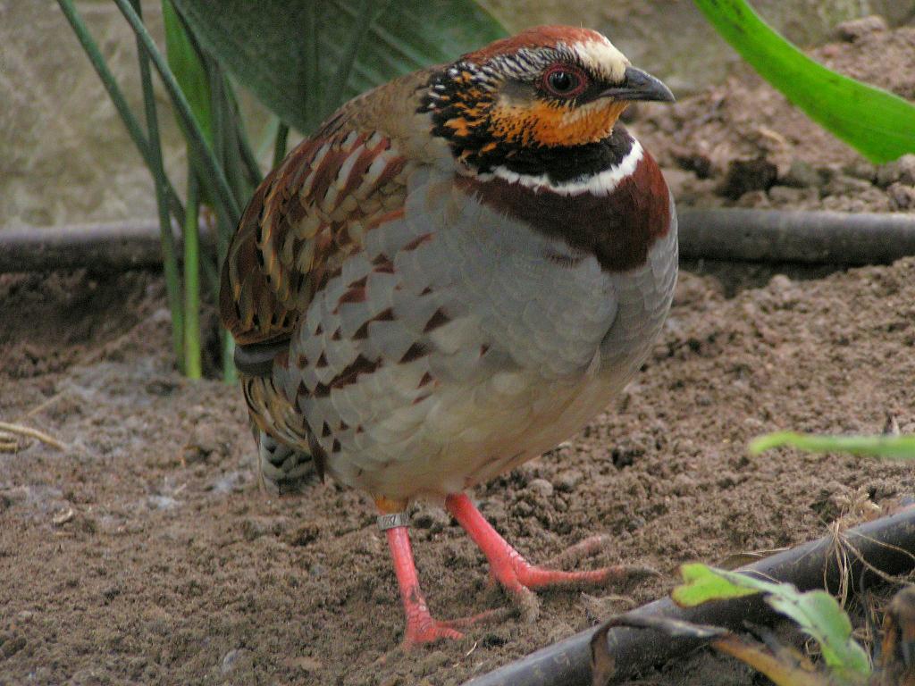 Bambus vogel bilder