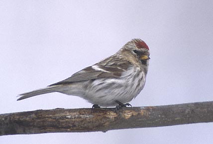 Birkenzeisig vogel bilder