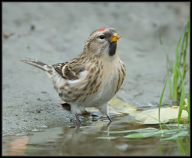 Birkenzeisig vogel bilder