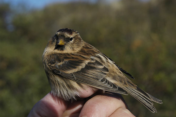 Birkenzeisig vogel bilder