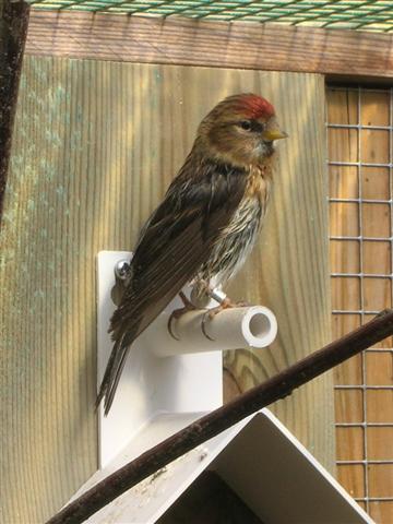 Birkenzeisig vogel bilder