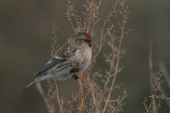 Birkenzeisig vogel bilder