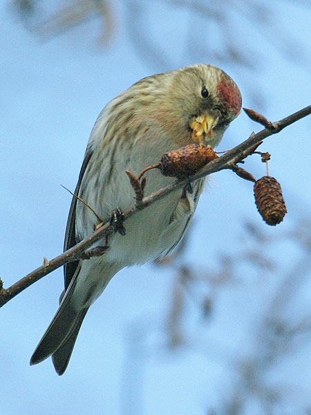 Birkenzeisig vogel bilder