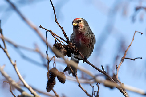 Birkenzeisig vogel bilder