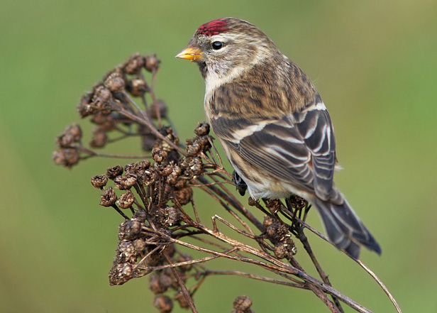 Birkenzeisig vogel bilder