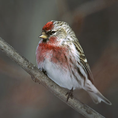 Birkenzeisig vogel bilder