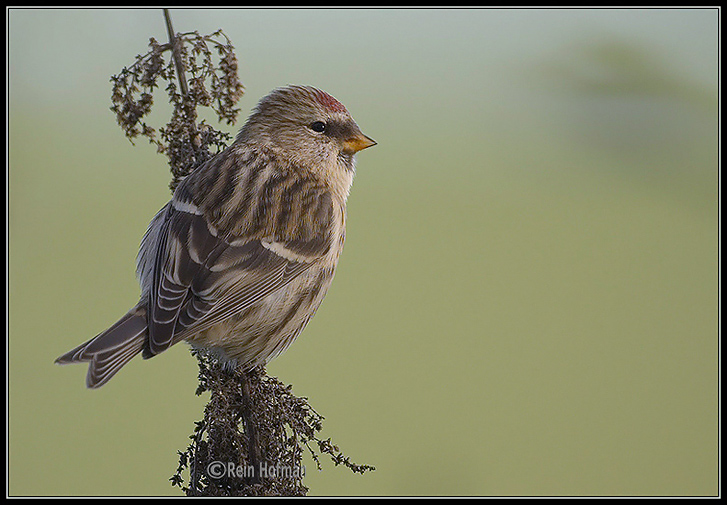 Birkenzeisig vogel bilder