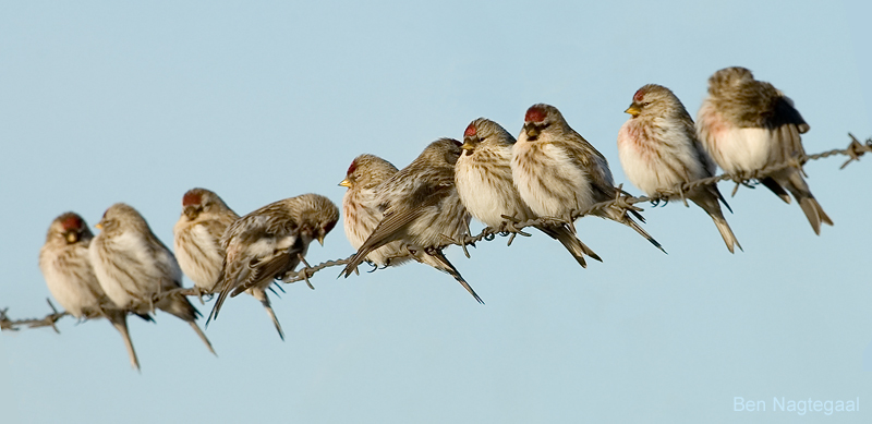 Birkenzeisig vogel bilder