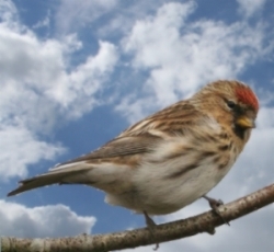 Birkenzeisig vogel bilder