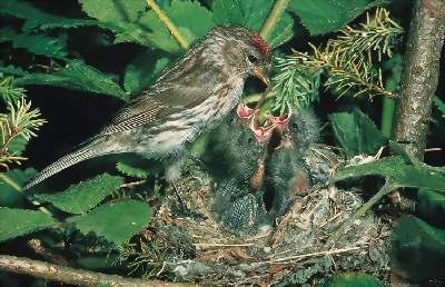 Birkenzeisig vogel bilder