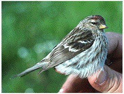 Birkenzeisig vogel bilder