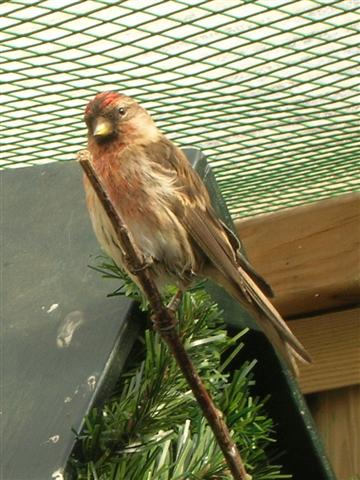 Birkenzeisig vogel bilder