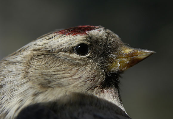 Birkenzeisig vogel bilder