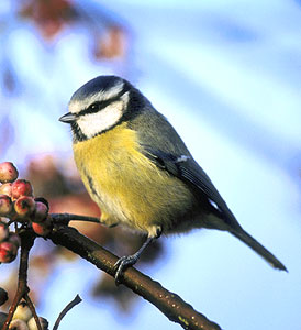 Blaumeise vogel bilder