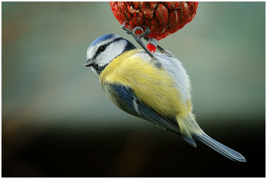 Blaumeise vogel bilder