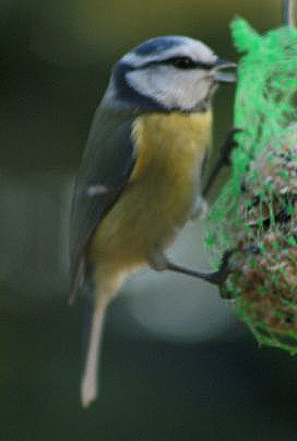 Blaumeise vogel bilder