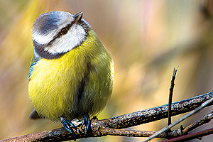 Blaumeise vogel bilder