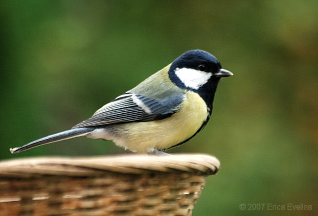 Blaumeise vogel bilder