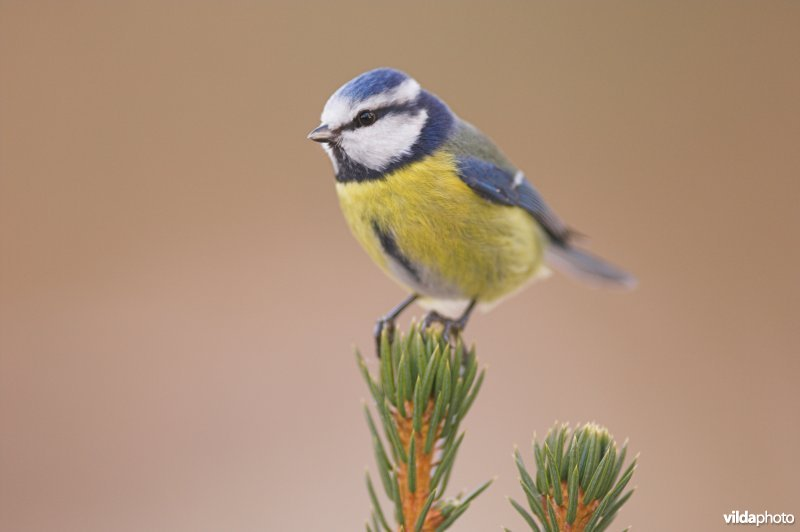 Blaumeise vogel bilder