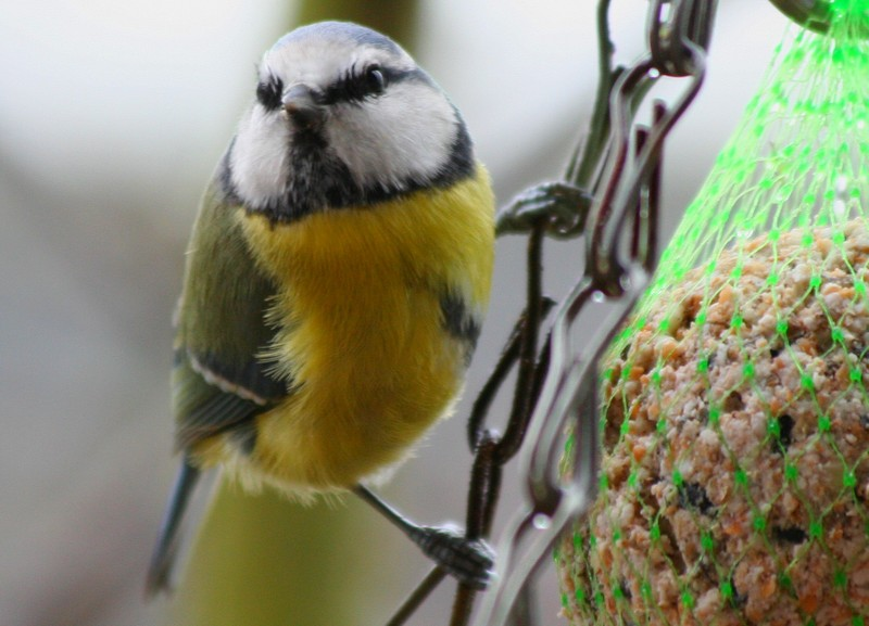 Blaumeise vogel bilder