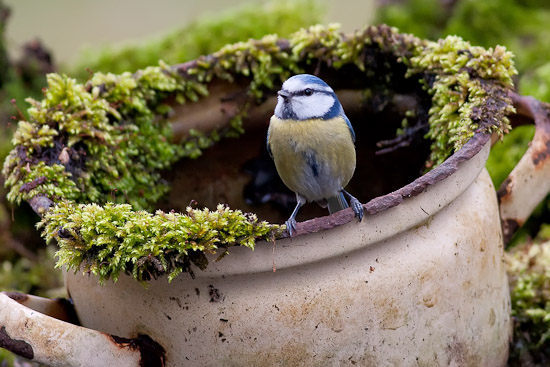 Blaumeise vogel bilder