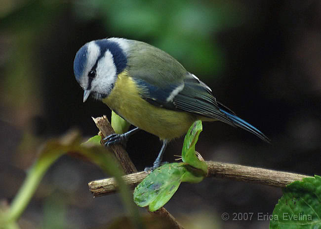 Blaumeise vogel bilder