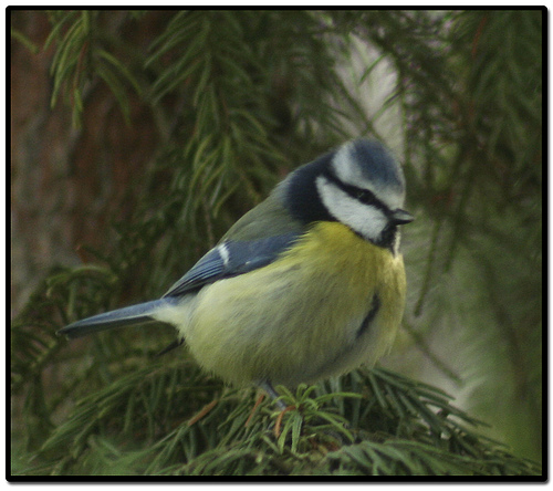 Blaumeise vogel bilder